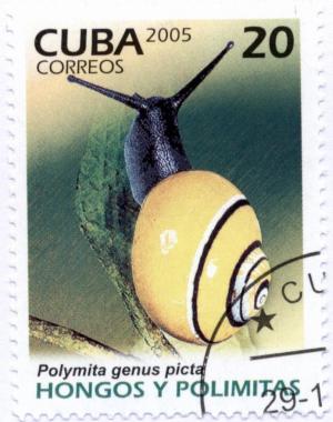 Colnect-2400-262-Land-Snail-Polymita-picta.jpg