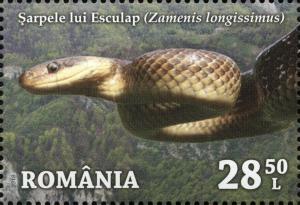 Colnect-5911-499-Esculap-s-Snake-Zamenis-longissimus.jpg