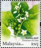 Colnect-614-130-Solanum-torvum.jpg