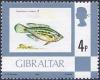 Colnect-3491-908-Grey-Wrasse-Crenilabrus-cinereus.jpg