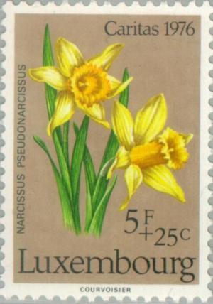 Colnect-134-364-Narcissus-pseudonarcissus.jpg