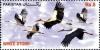 Colnect-1547-867-White-Stork-Ciconia-ciconia.jpg