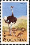 Colnect-1715-772-Common-Ostrich-Struthio-camelus.jpg