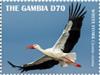 Colnect-5726-906-White-Stork-Ciconia-ciconia.jpg