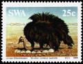Colnect-5211-060-Southern-African-Ostrich-Struthio-camelus-australis.jpg