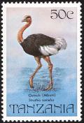 Colnect-783-912-Common-Ostrich-Struthio-camelus.jpg