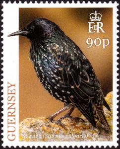 Colnect-5764-086-European-Starling-Sturnus-vulgaris.jpg
