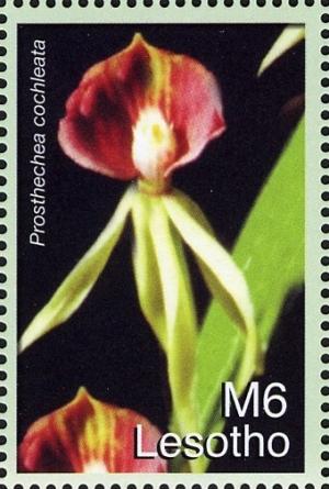 Colnect-1618-718-Prosthechea-cochleata.jpg