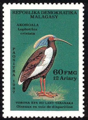Colnect-2034-702-Madagascar-Crested-Ibis-Lophotibis-cristata.jpg