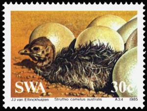 Colnect-5211-061-Southern-African-Ostrich-Struthio-camelus-australis.jpg