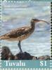 Colnect-6441-009-Bristle-thighed-Curlew.jpg