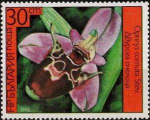 Colnect-857-257-Ophrys-scolopax-subspcornuta-synOphrys-cornuta.jpg