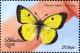 Colnect-3385-982-Clouded-Sulphur-Colias-philodice.jpg