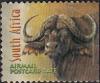 African-Buffalo-Syncerus-caffer.jpg