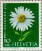 Colnect-140-229-Shasta-Daisy-Chrysanthemum-maximum.jpg