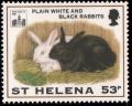 Colnect-2529-877-White--amp--black-rabbits-Oryctolagus-cuniculus-forma-domestica.jpg