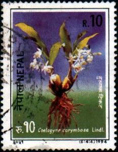 Colnect-1074-292-Orchids--Coelogyne-corymbosa.jpg