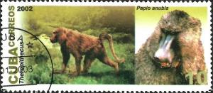 Colnect-1256-953-Theropithecus-Anubis-Baboon-Papio-anubis.jpg
