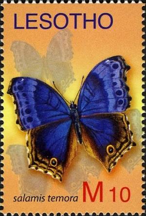 Colnect-1618-666-Blue-Salamis-Butterfly-Salamis-temora.jpg