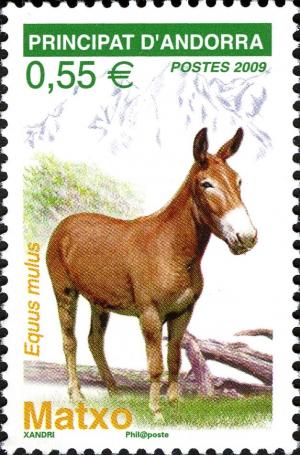 Colnect-3932-498-Mule-Equus-asinus-x-Equus-caballus.jpg