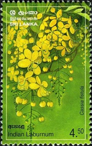 Colnect-551-566-Provincial-Flowers-of-Sri-Lanka---Indian-Laburnum.jpg
