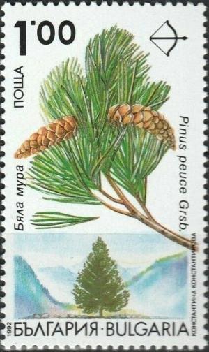 Colnect-5965-268-Endemic-trees-in-Bulgaria---Pinus-peuce.jpg