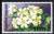 Colnect-884-736-Local-Flowers--Murraya-paniculata-jack.jpg