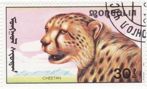 Colnect-1203-525-Cheetah-Acinonyx-jubatus.jpg