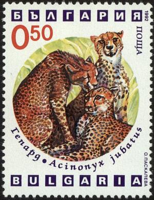 Colnect-4413-043-Cheetah-Acinonyx-jubatus.jpg