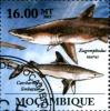 Colnect-3682-981-Eugomphodus-taurus-Carcharhinus-limbatus.jpg