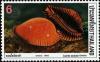 Colnect-1286-181-Great-spotted-Cowrie-Cyprea-guttata.jpg