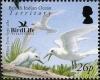 Colnect-1425-656-White-Tern-Gygis-alba.jpg