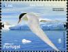Colnect-586-316-Arctic-Tern-Sterna-paradisea.jpg