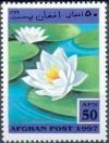 Colnect-731-728-Fragrant-water-lily-Nymphaea-odorata.jpg