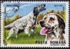 Colnect-745-360-English-Setter-Canis-lupus-familiaris.jpg