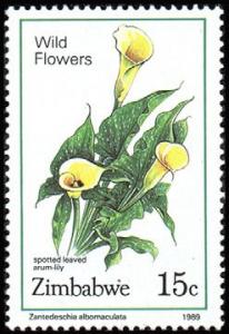 Colnect-2344-381-Spotted-Leaved-Arum-Lily.jpg