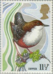 Colnect-122-155-White-throated-Dipper-Cinclus-cinclus.jpg