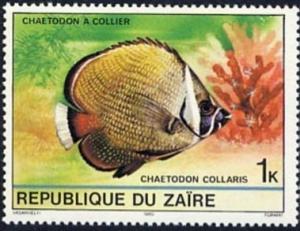 Colnect-1113-487-Collared-Butterflyfish-Chaetodon-collare.jpg