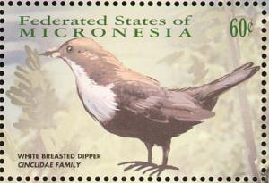 Colnect-1620-578-White-throated-Dipper-Cinclus-cinclus.jpg