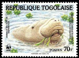 Colnect-1631-079-African-Manatee-Trichechus-senegalensis.jpg