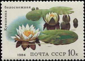 Colnect-6331-229-White-water-lilies-Nymphaea-alba.jpg