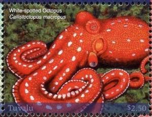 Colnect-6360-988-White-spotted-Octopus.jpg