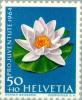 Colnect-140-253-White-water-lily-Nymphaea-alba.jpg