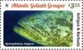 Colnect-3609-755-Atlantic-Goliath-Grouper-Epinephelus-itajara.jpg