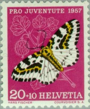 Colnect-140-059-Magpie-Moth-Abraxas-grossulariata.jpg