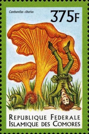 Colnect-3031-320-Cantharellus-cibarius.jpg