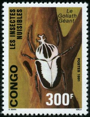 Colnect-3623-799-Royal-Goliath-Beetle-Goliathus-regius.jpg