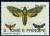 Colnect-1264-089-Death--s-head-Hawk-moth-Acherontia-atropos-Six-Spot-Burnet.jpg