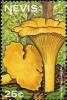 Colnect-2051-500-Cantharellus-cibarius.jpg