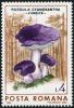 Russula_cyanoxantha_stamp-4292.jpg